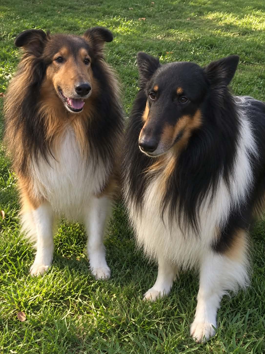 Enlarge Whiskey & Chubbs - ADOPTION PENDING, a Adoptable Collie in York, ON image 2/2