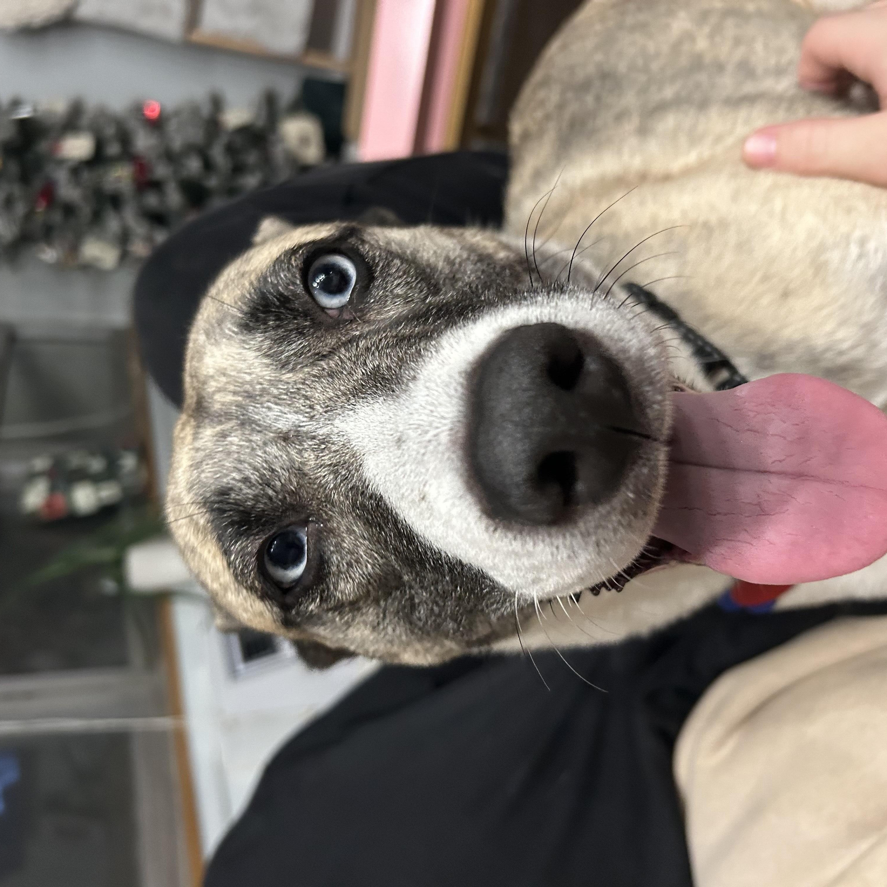 Enlarge Macey, a Adoptable mixed breed in Chicago, IL image 4/5