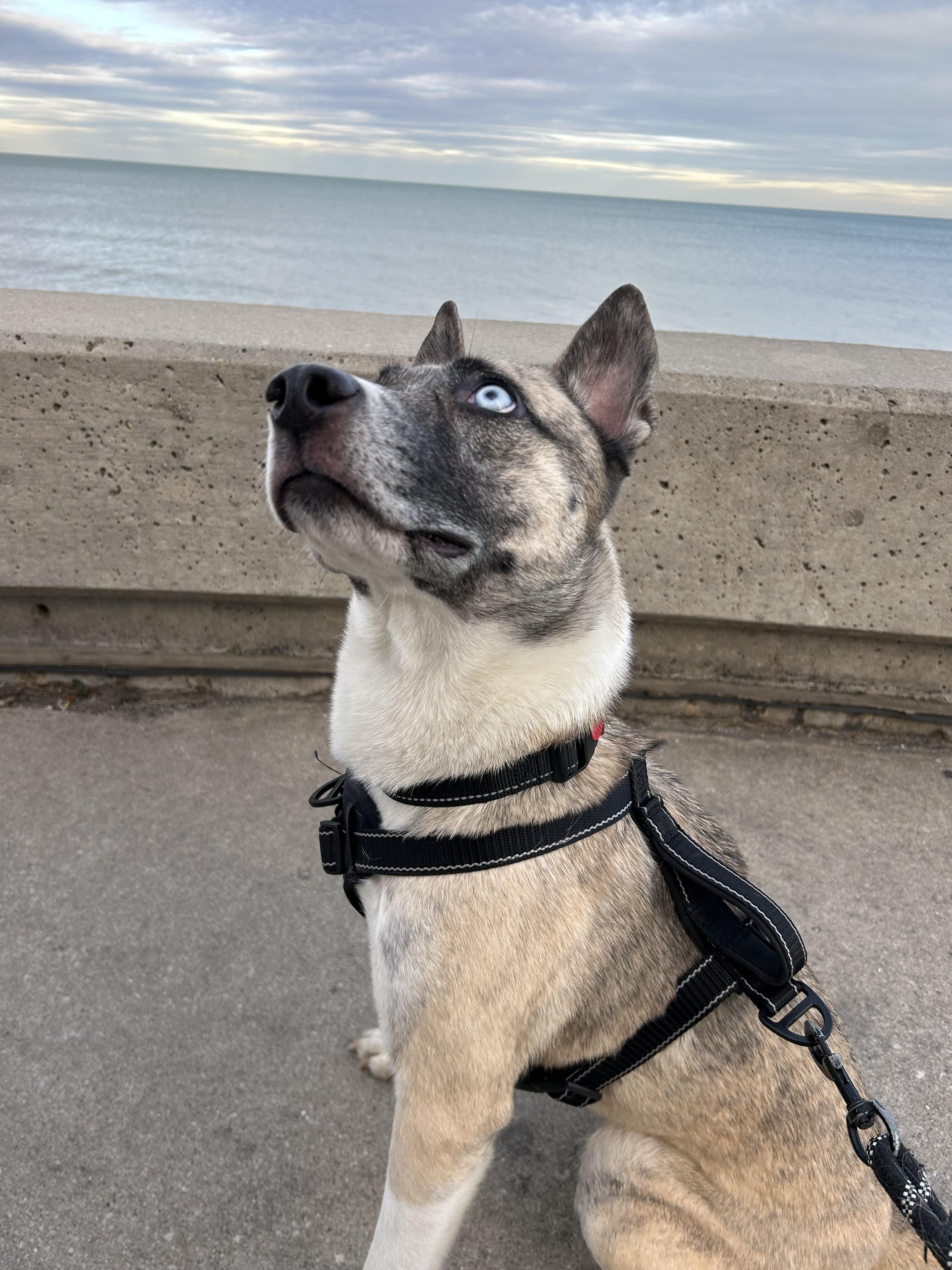 Enlarge Macey, a Adoptable mixed breed in Chicago, IL image 5/5