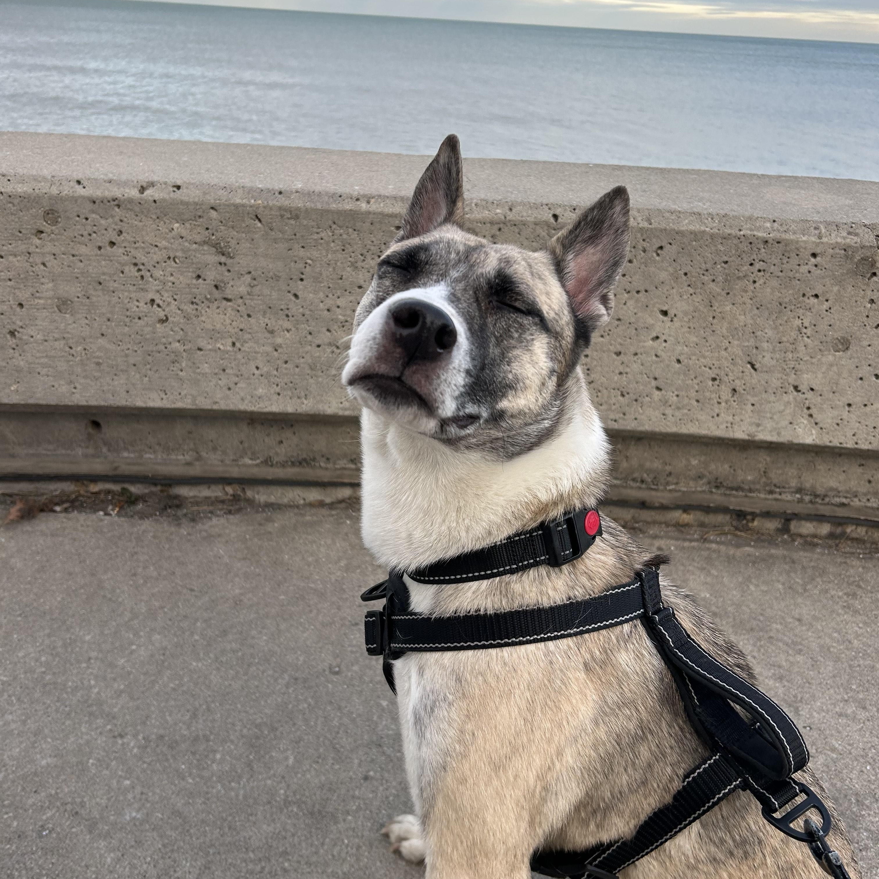 Enlarge Macey, a Adoptable mixed breed in Chicago, IL image 2/5