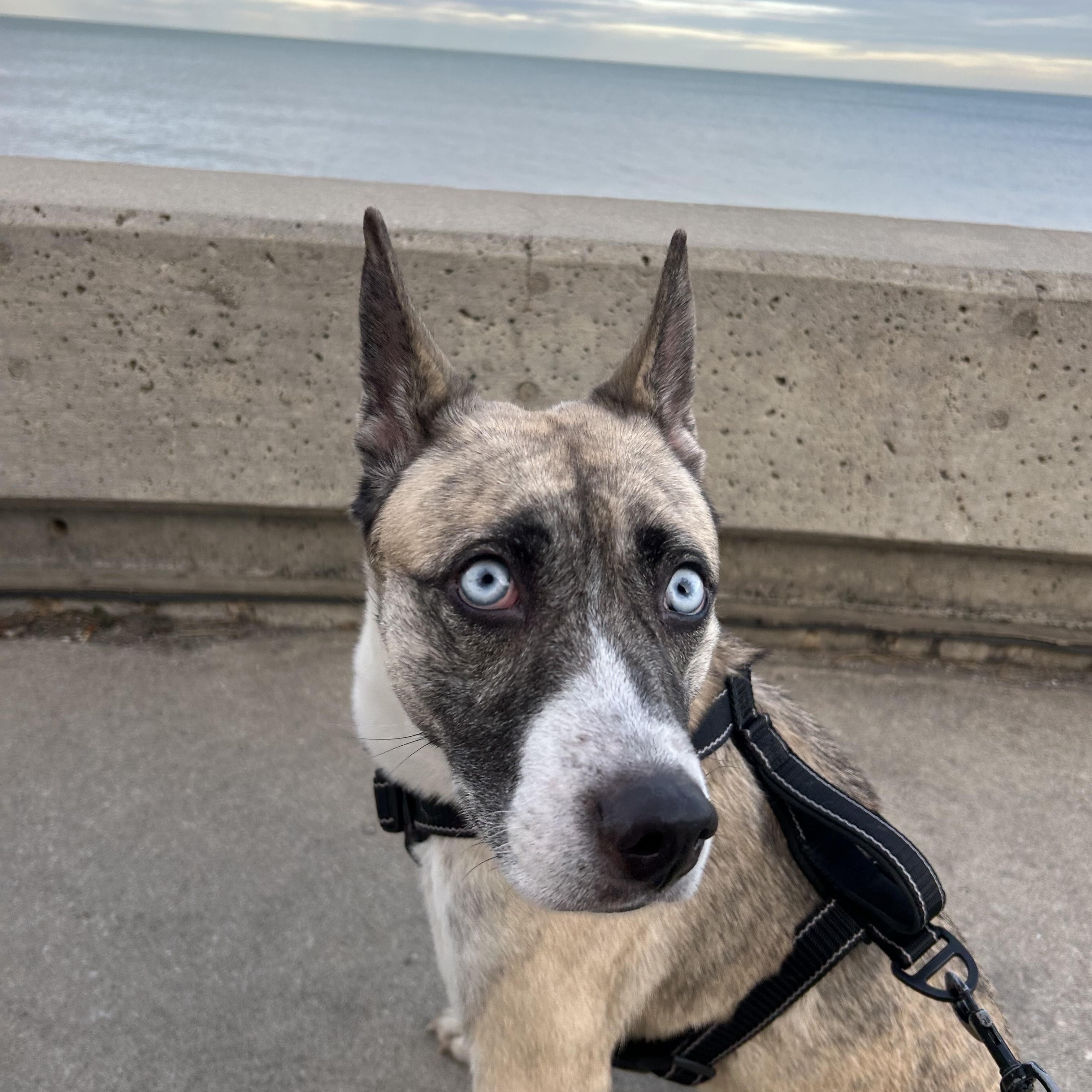 Enlarge Macey, a Adoptable mixed breed in Chicago, IL image 3/5