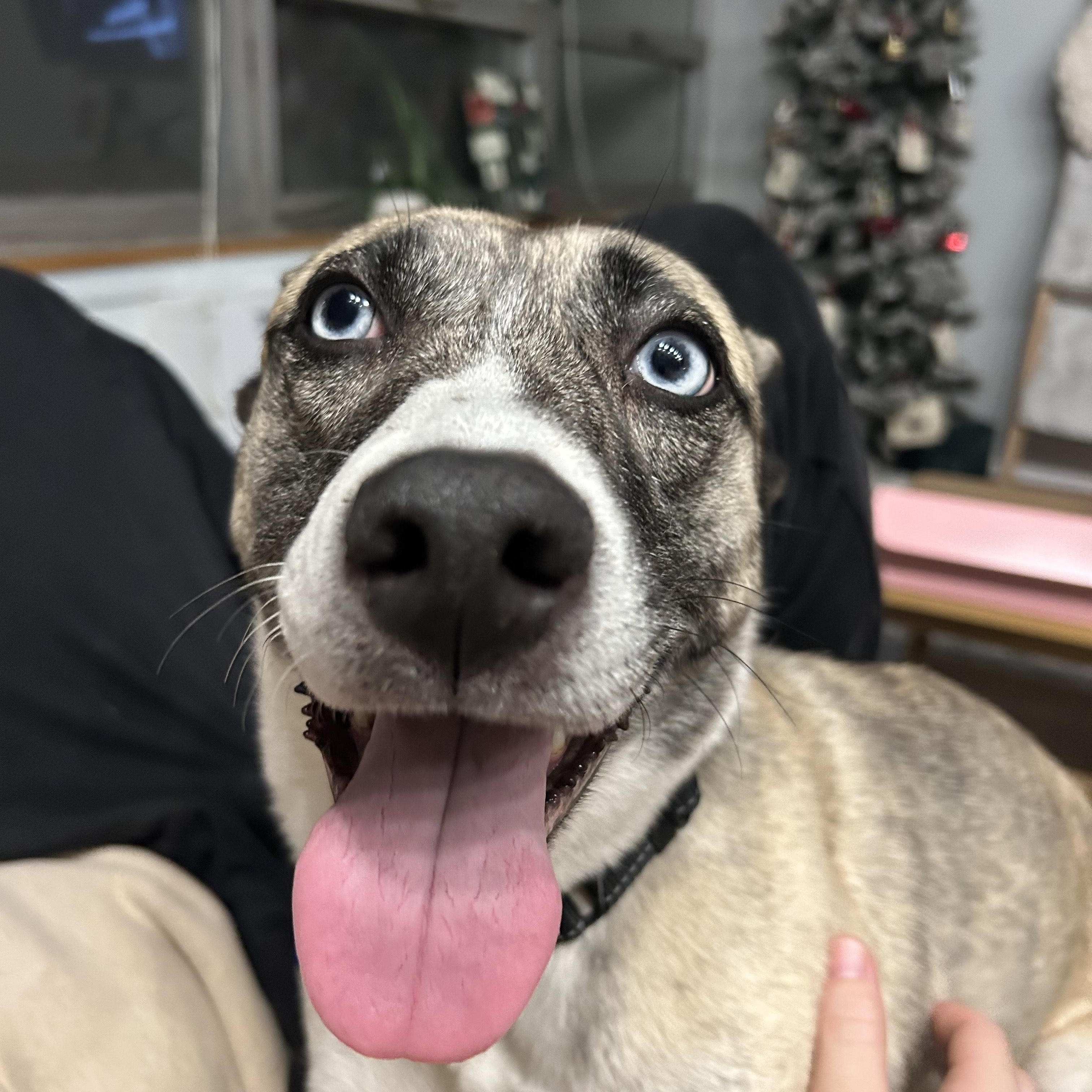 Macey, Adoptable, Young Female Husky.