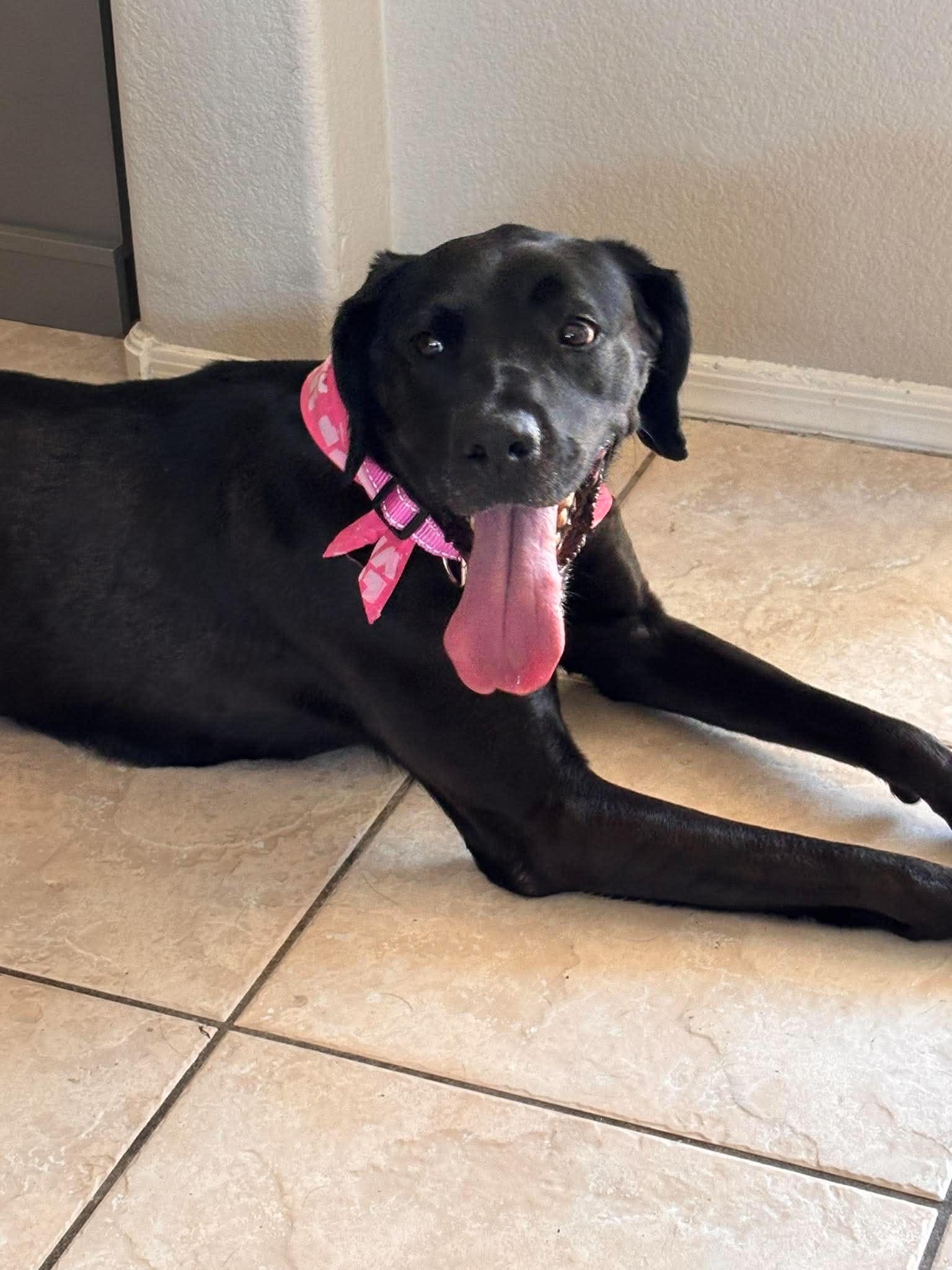 Rain, Adoptable, Adult Female Labrador Retriever.
