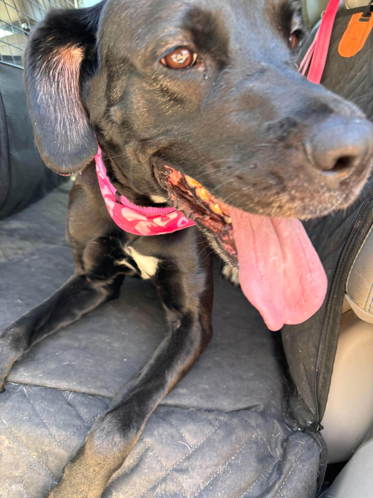 Rain, a Adoptable mixed breed in Mesa, AZ image 2/3