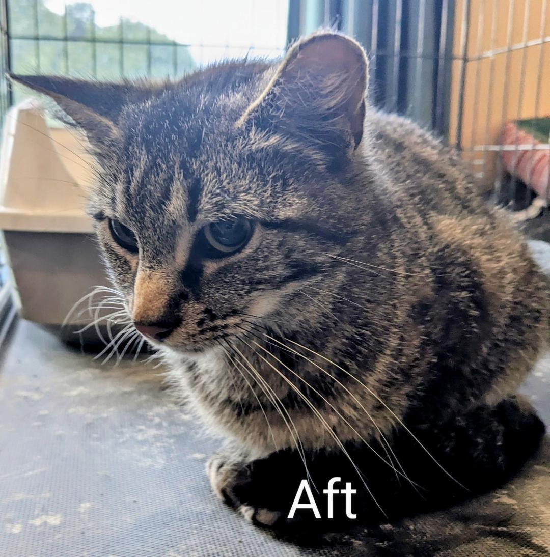Aft, a Adoptable Domestic Short Hair in Binghamton, NY image 4/4