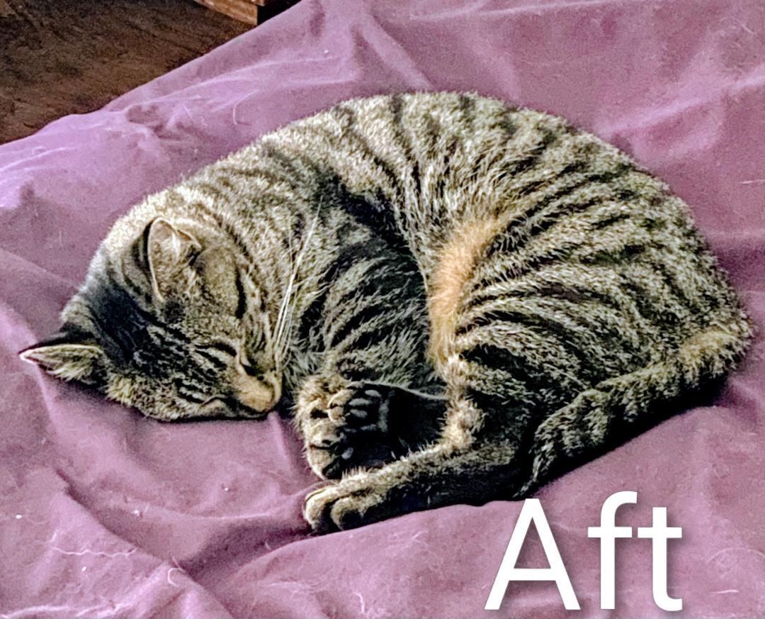 Aft, a Adoptable Domestic Short Hair in Binghamton, NY image 1/4