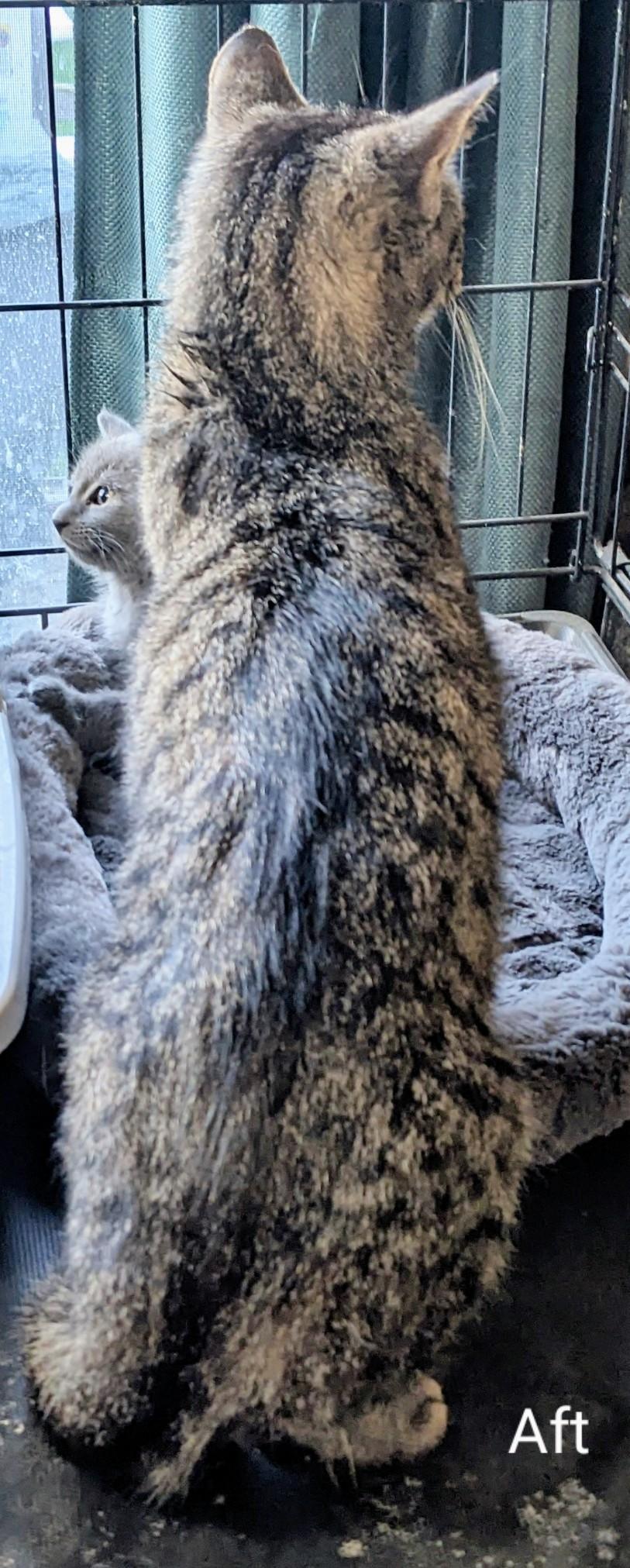 Aft, a Adoptable Domestic Short Hair in Binghamton, NY image 3/4