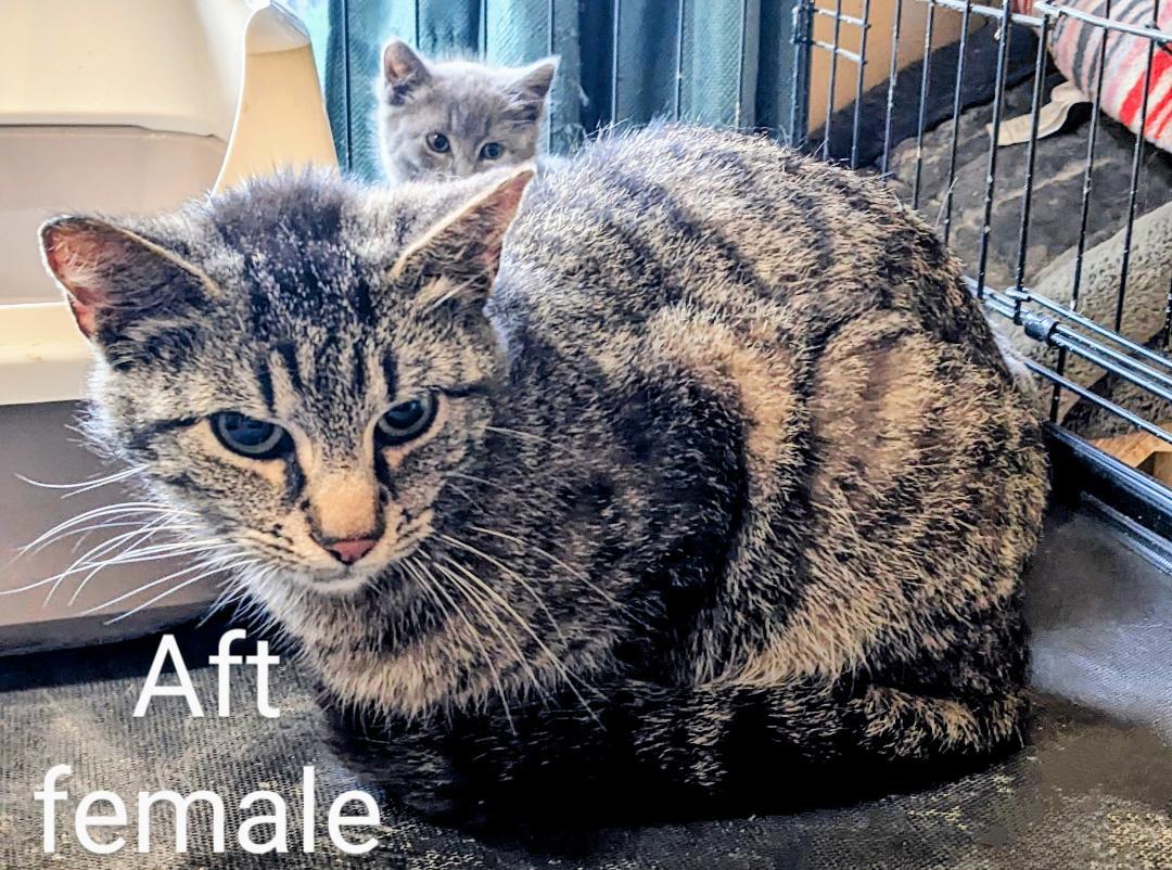 Aft, a Adoptable Domestic Short Hair in Binghamton, NY image 2/4