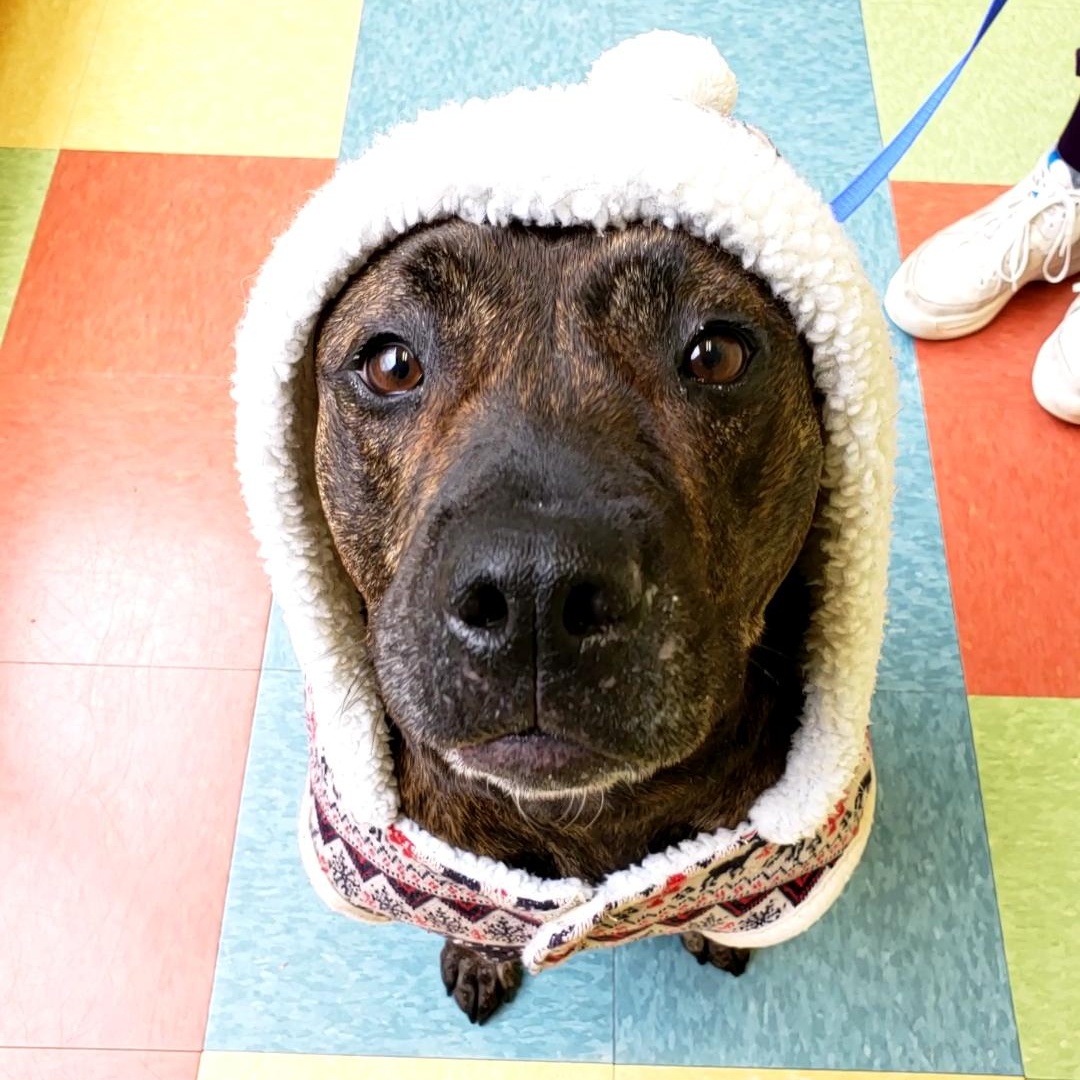 Ziba, a Adoptable mixed breed in Wheeling, IL image 1/6