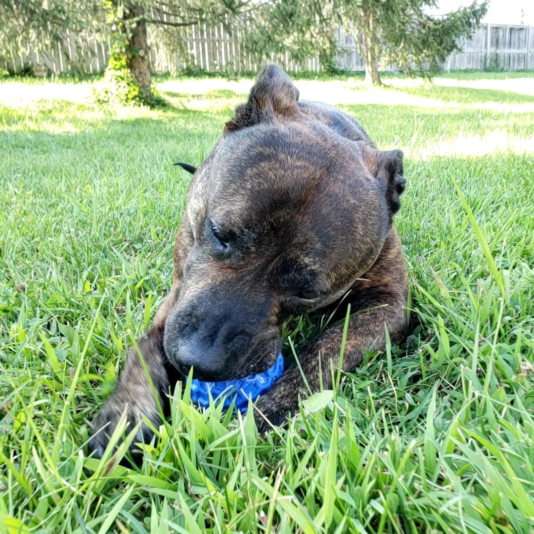 Ziba, a Adoptable mixed breed in Wheeling, IL image 3/6