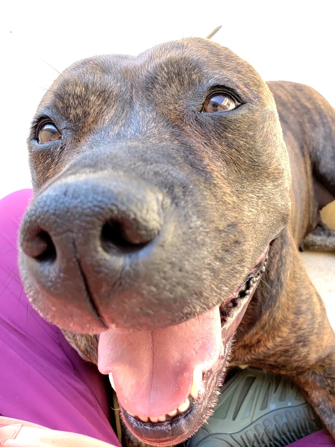 Ziba, a Adoptable mixed breed in Wheeling, IL image 4/6