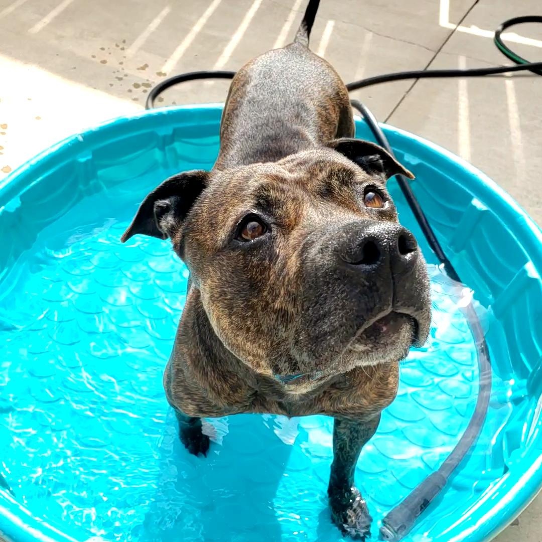 Ziba, a Adoptable mixed breed in Wheeling, IL image 6/6