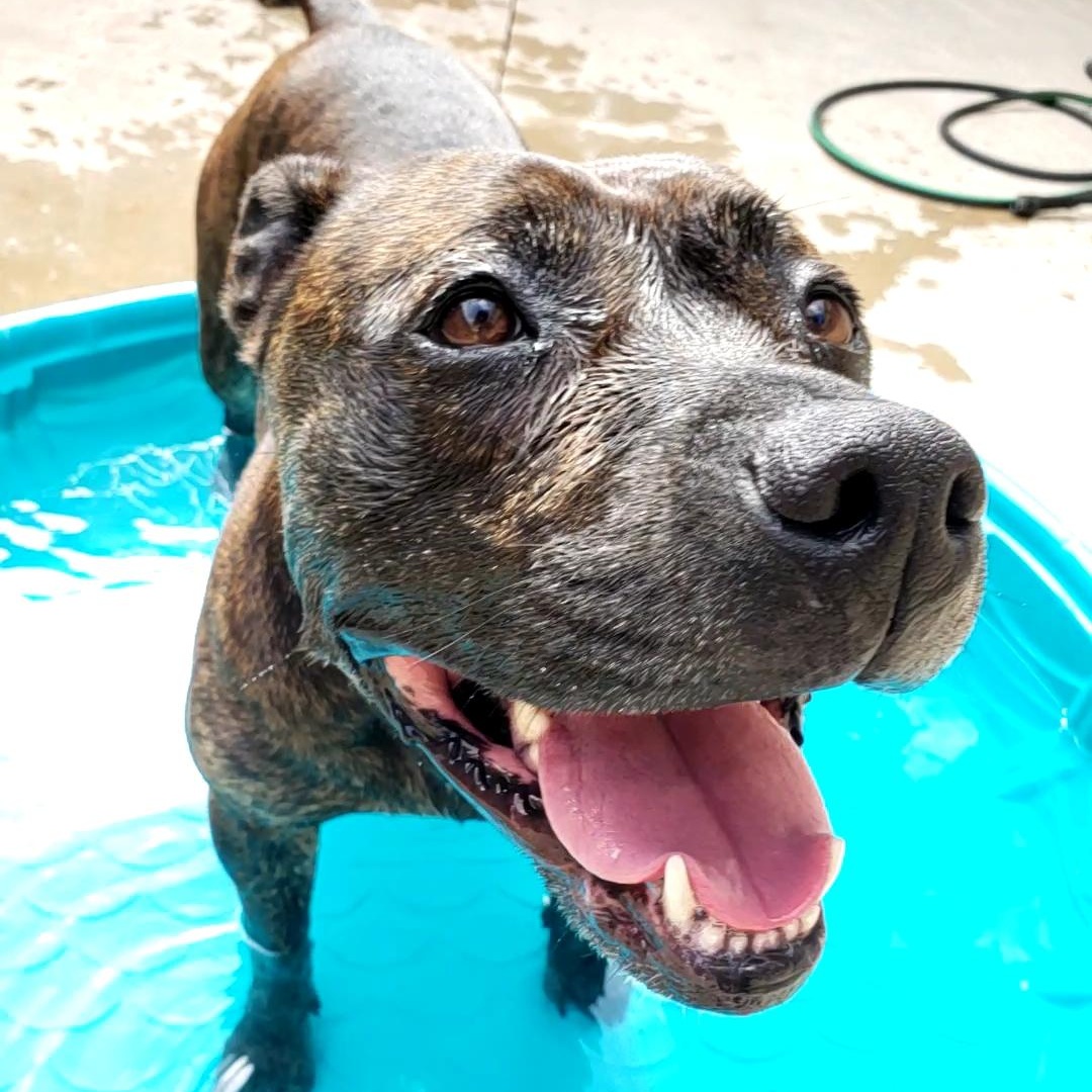 Ziba, Adoptable, Adult Female American Staffordshire Terrier & Mixed Breed.