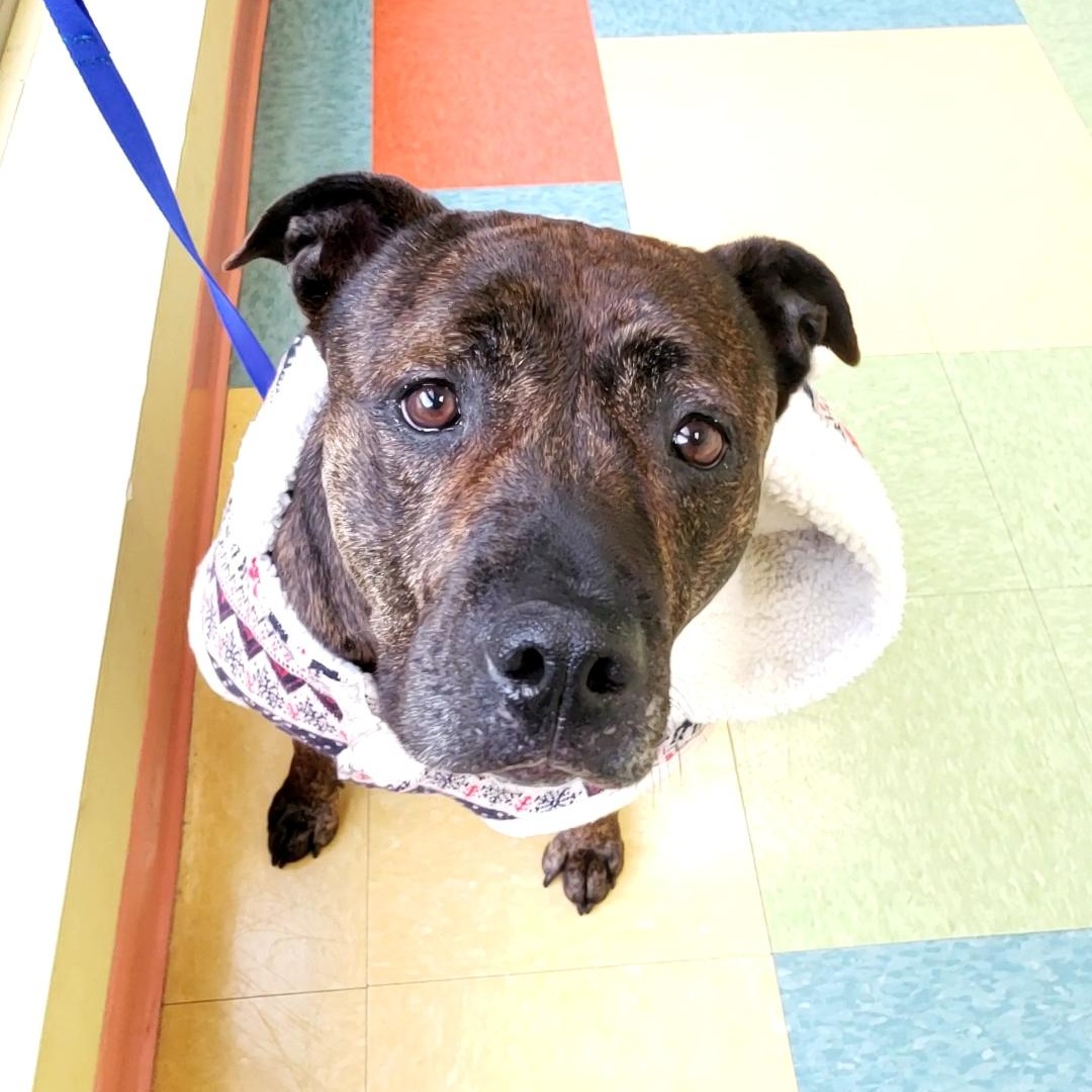 Ziba, a Adoptable mixed breed in Wheeling, IL image 5/6