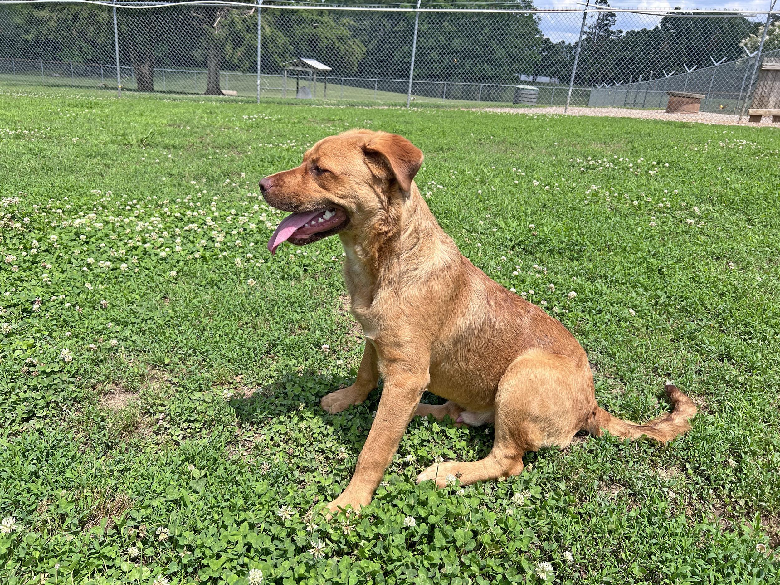 Rudy, a Adoptable mixed breed in Savannah, TN image 3/3