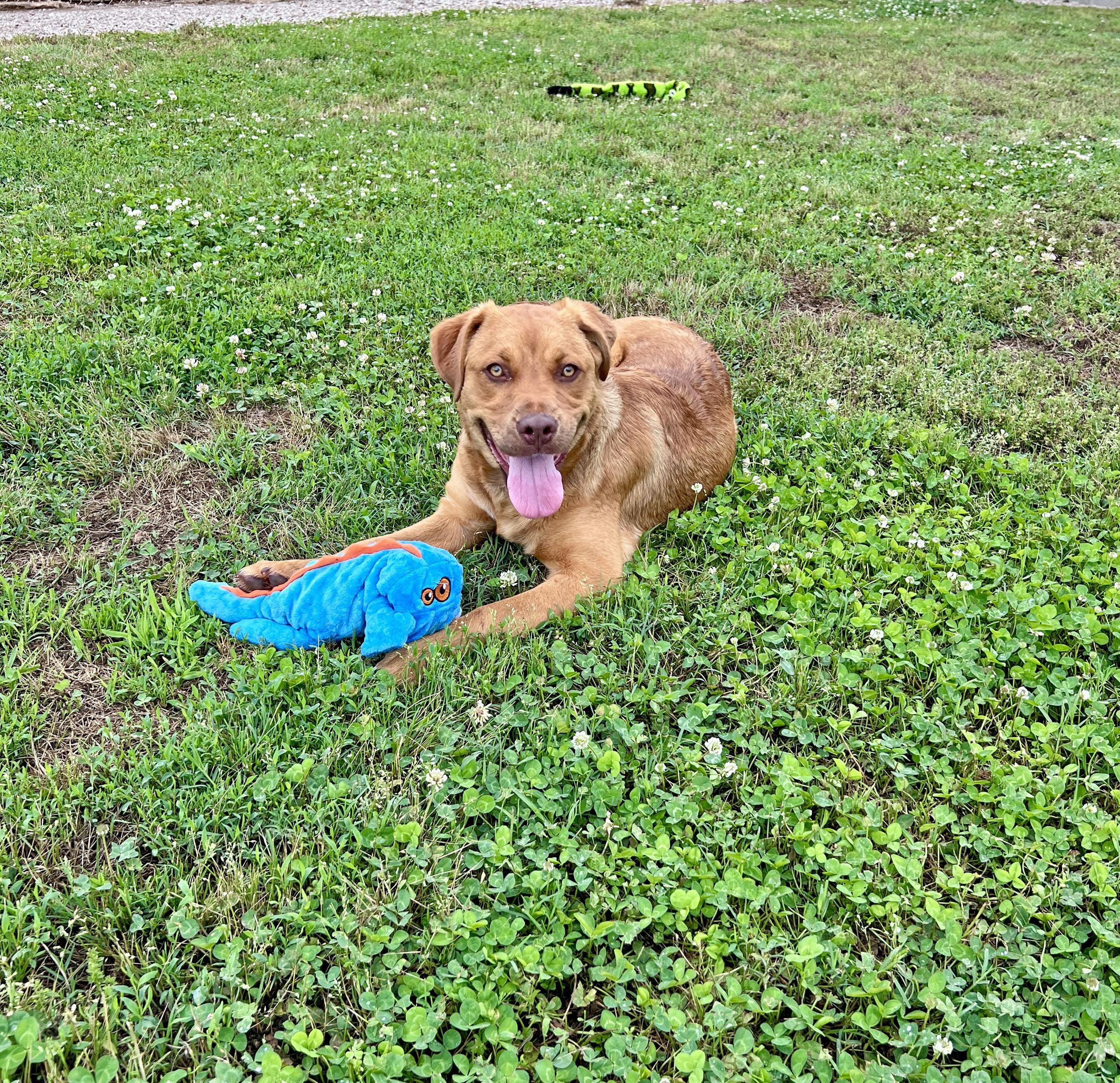 Rudy, a Adoptable mixed breed in Savannah, TN image 1/3