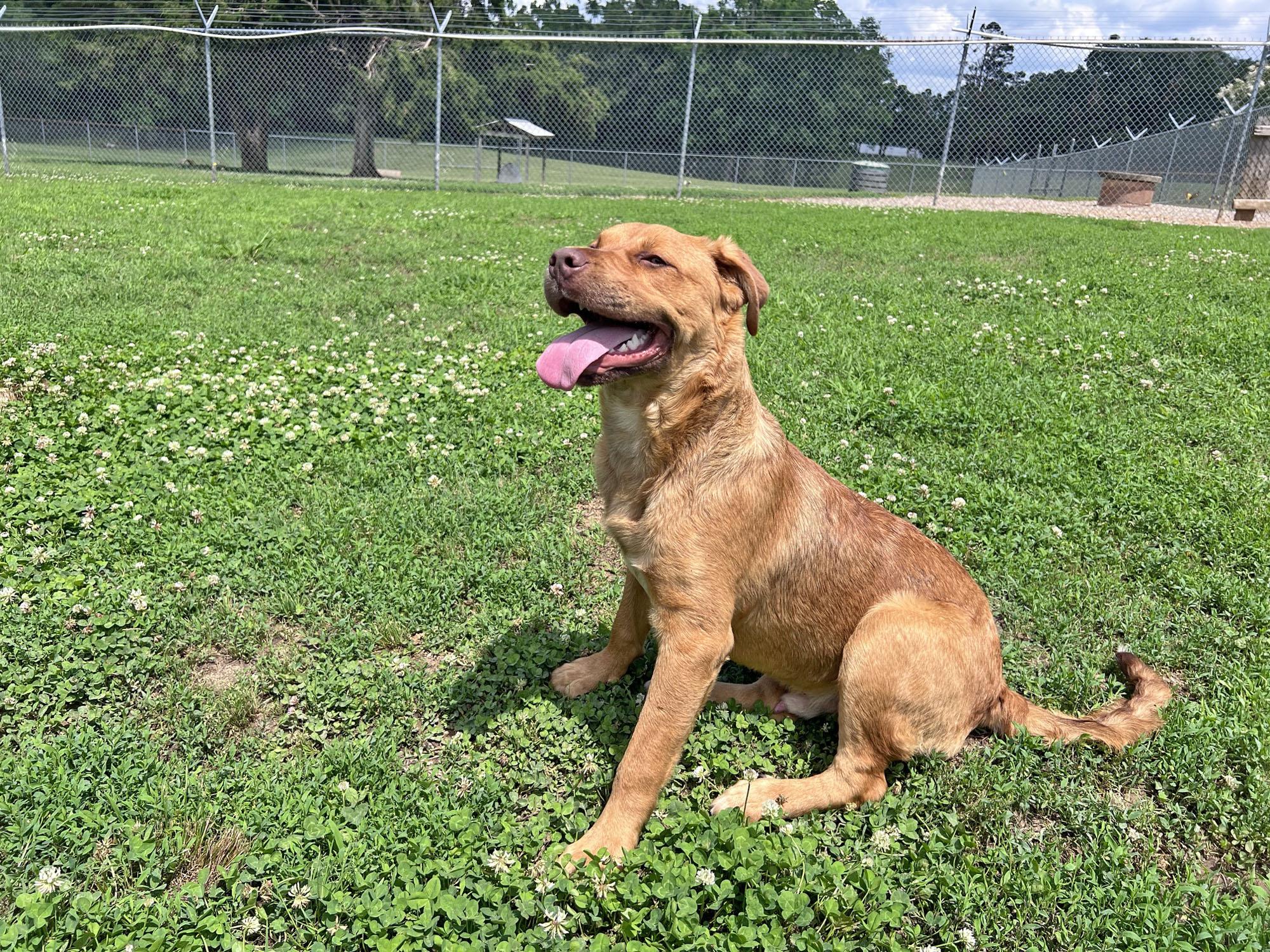 Rudy, a Adoptable mixed breed in Savannah, TN image 2/3