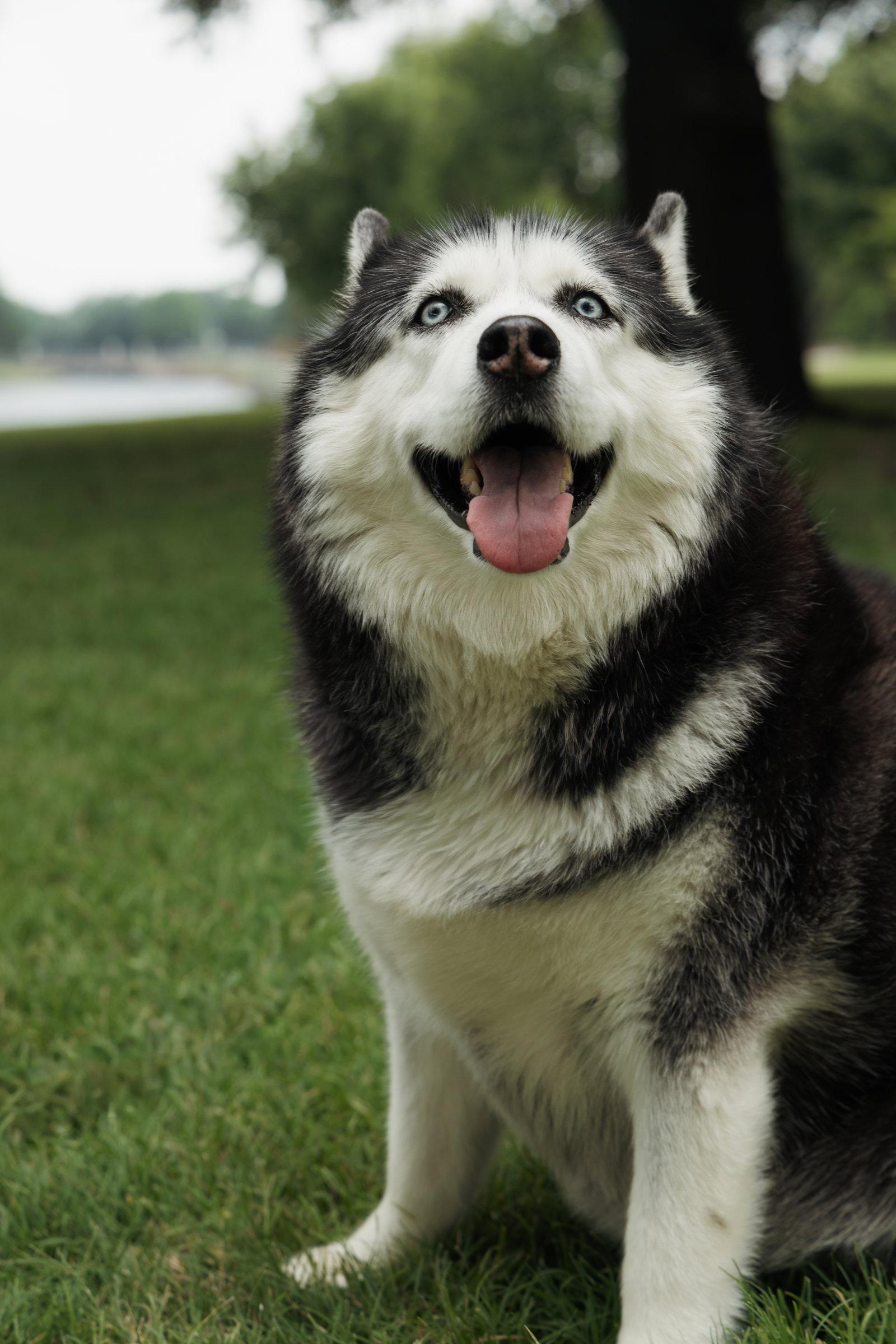 Enlarge Mia, a Adoptable Siberian Husky in Carrollton, TX image 1/3