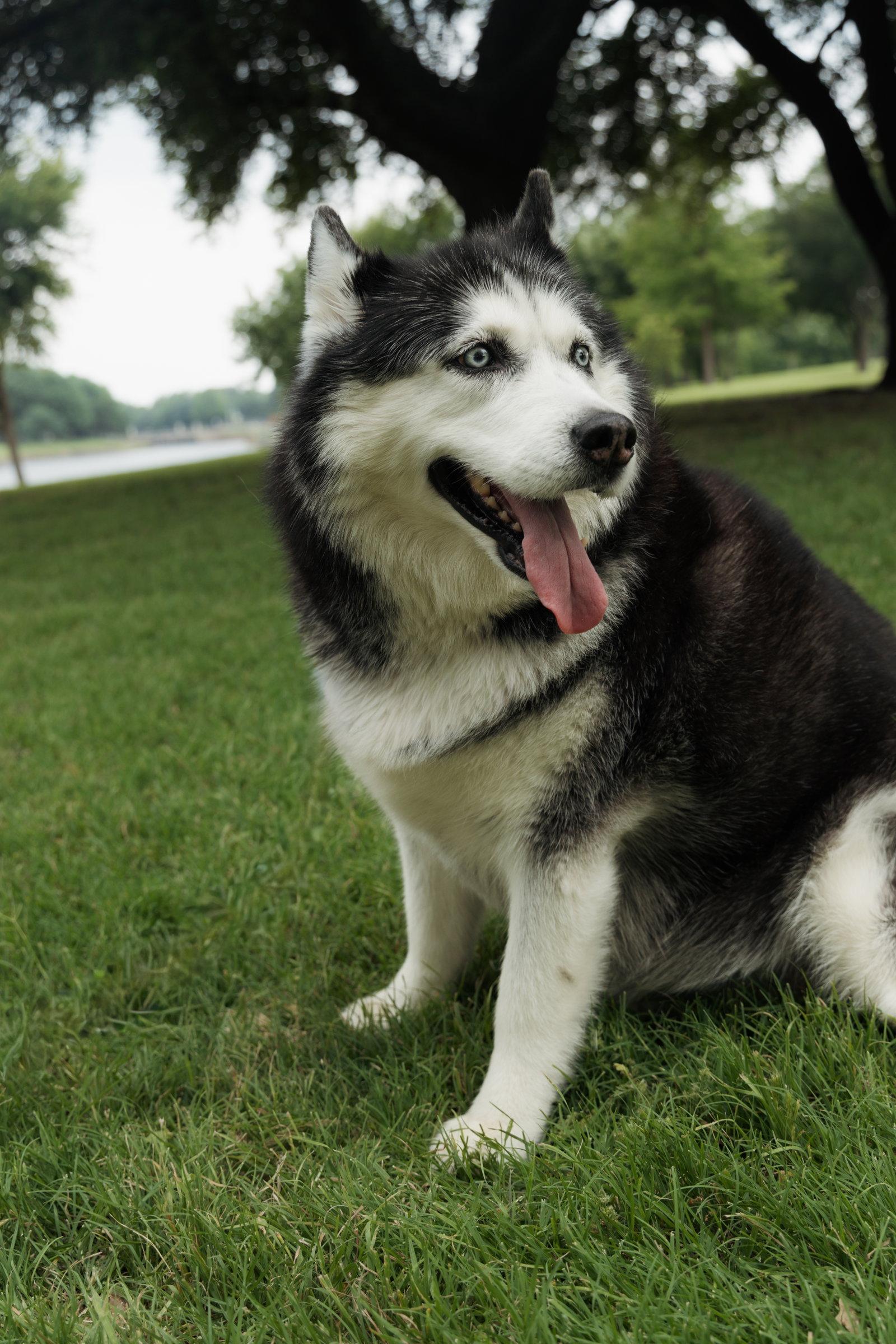 Enlarge Mia, a Adoptable Siberian Husky in Carrollton, TX image 2/3