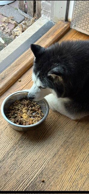 Mia, Adoptable, Senior Female Siberian Husky.