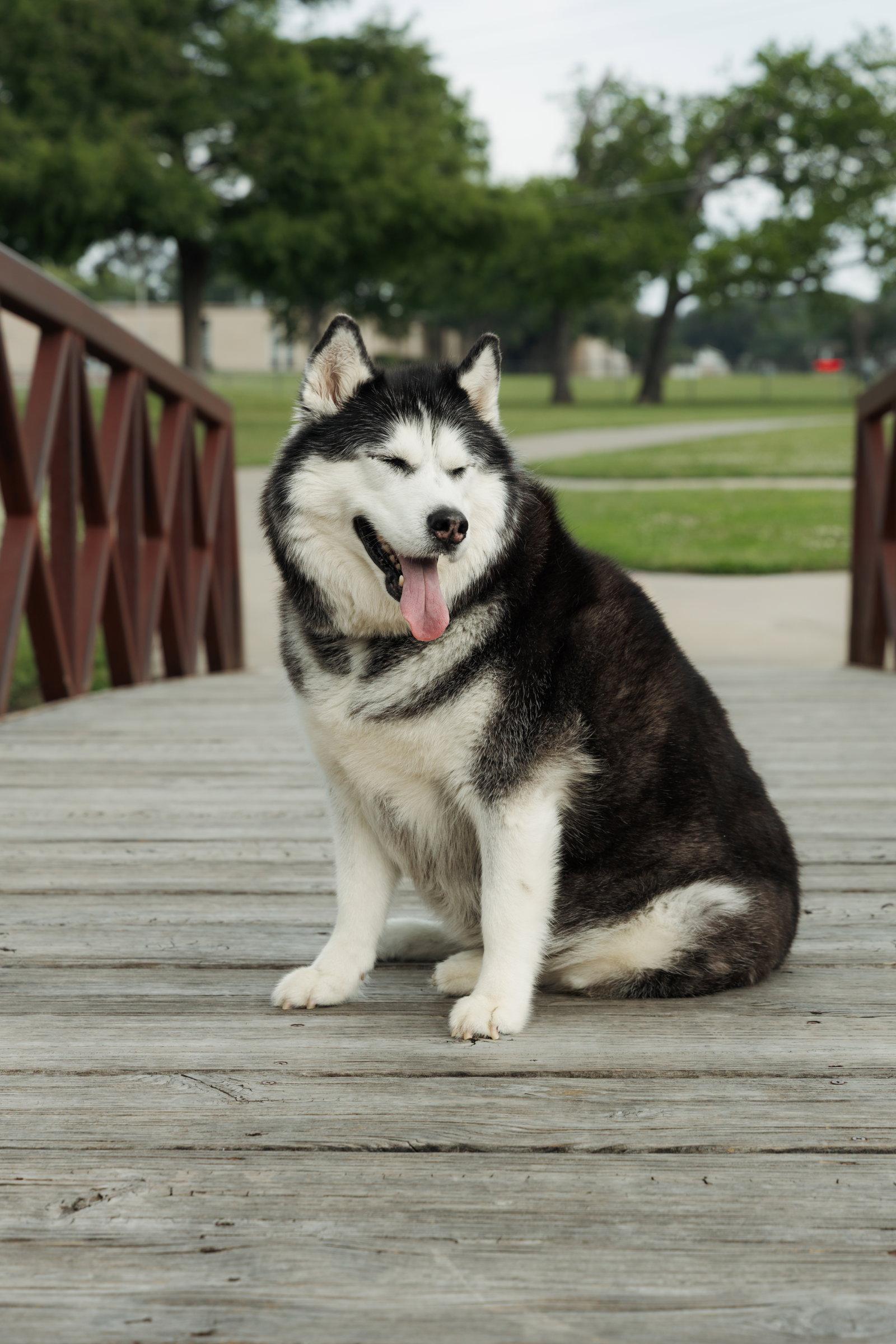 Enlarge Mia, a Adoptable Siberian Husky in Carrollton, TX image 3/3