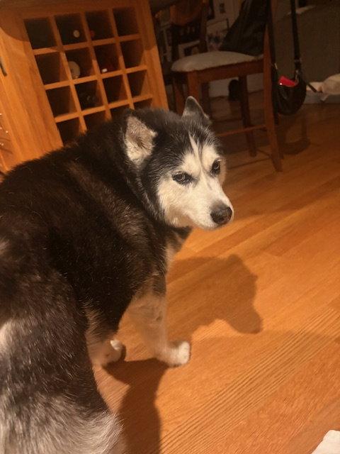 Enlarge Mia, a Adoptable Siberian Husky in Carrollton, TX image 2/2