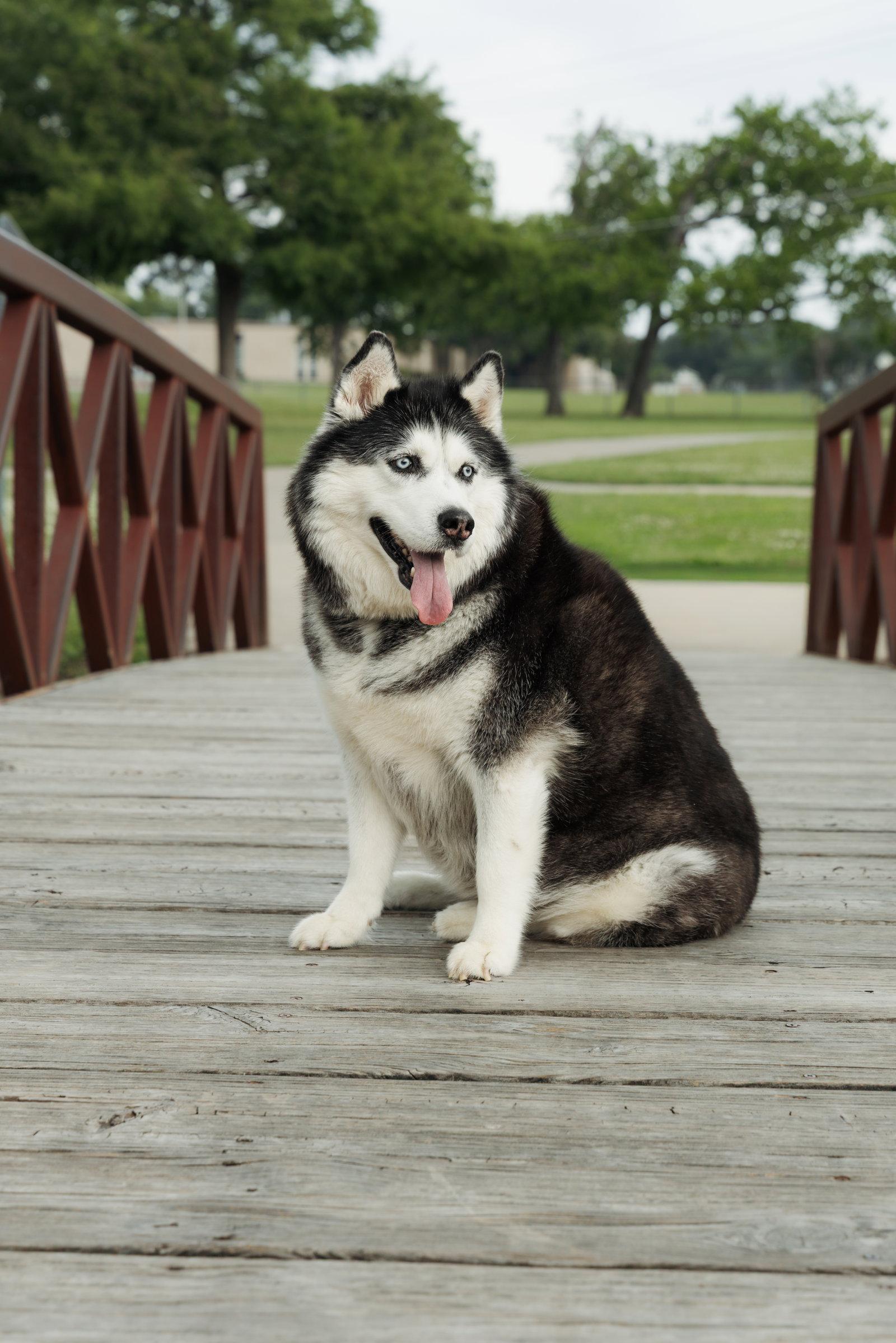 Mia, a Adoptable Siberian Husky in Carrollton, TX image 3/3