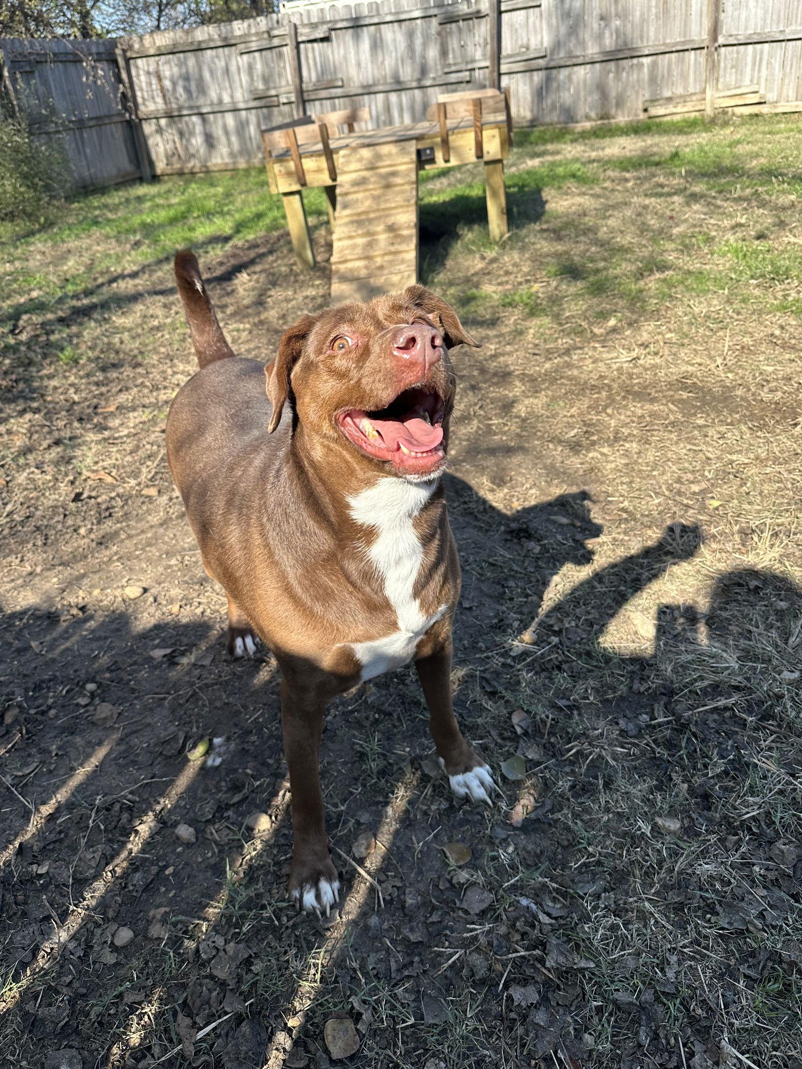 Enlarge Miller, a Adoptable Chocolate Labrador Retriever in Jackson, MS image 1/2