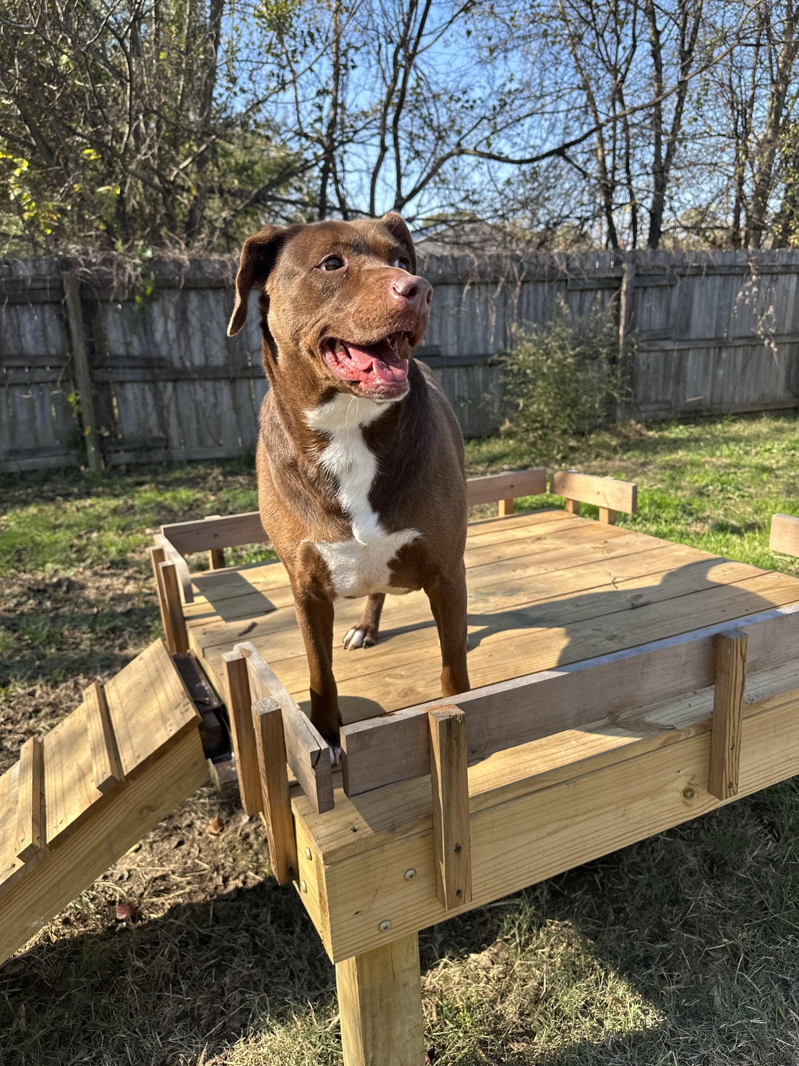 Enlarge Miller, a Adoptable Chocolate Labrador Retriever in Jackson, MS image 2/2