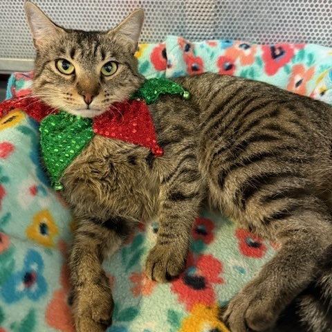 Bessie (Mom cat), Adoptable, Adult Female Domestic Short Hair.