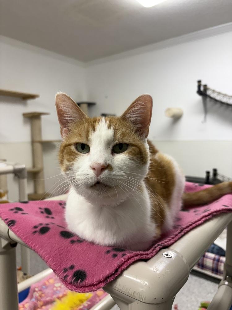 Enlarge Biscuit, a Adoptable Domestic Short Hair in Fort Walton Beach, FL image 1/1