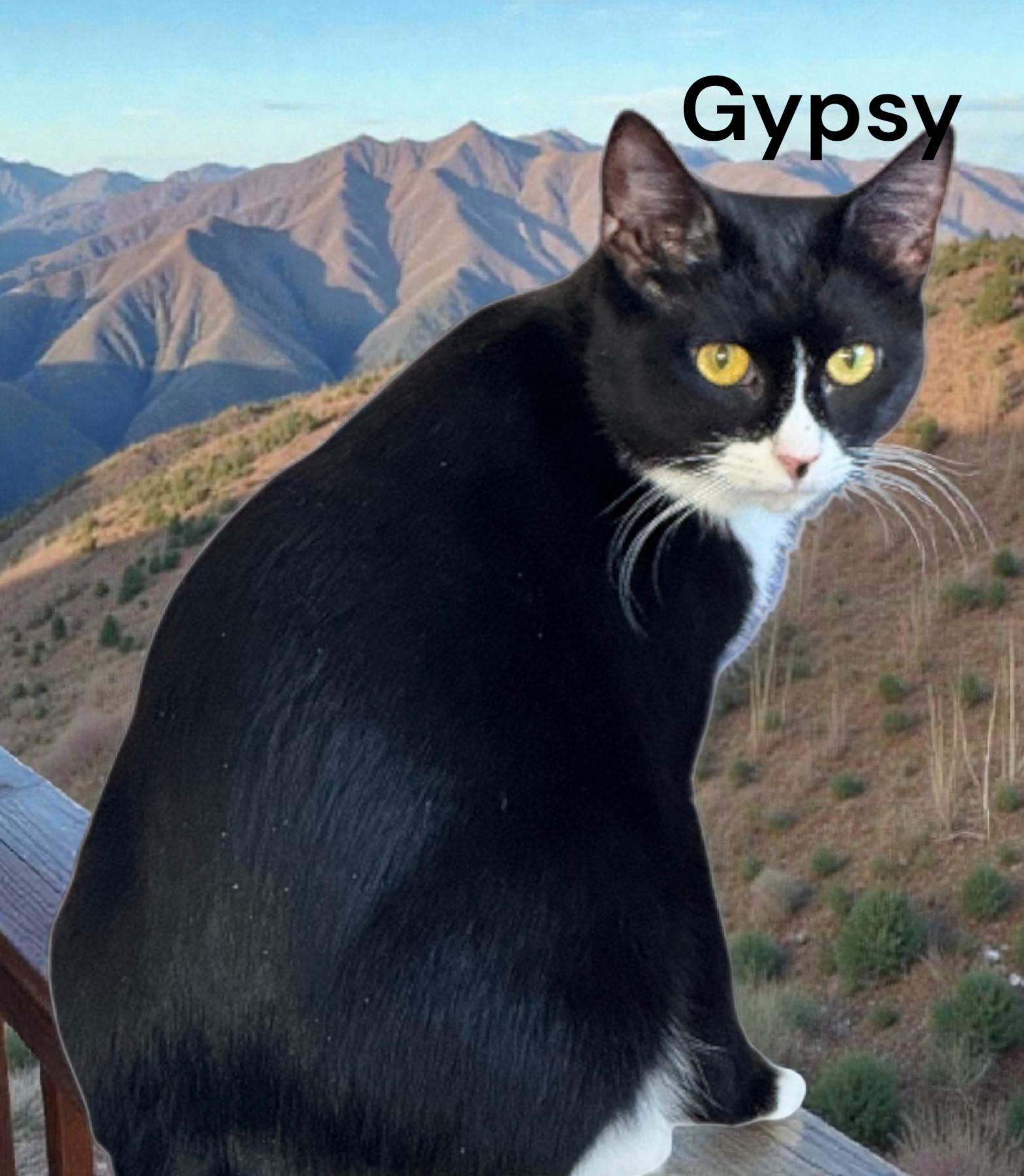 Enlarge Gypsy, a Adoptable Tuxedo in Newport News, VA image 1/3