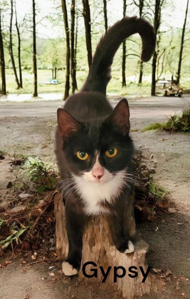 Enlarge Gypsy, a Adoptable Tuxedo in Newport News, VA image 3/3