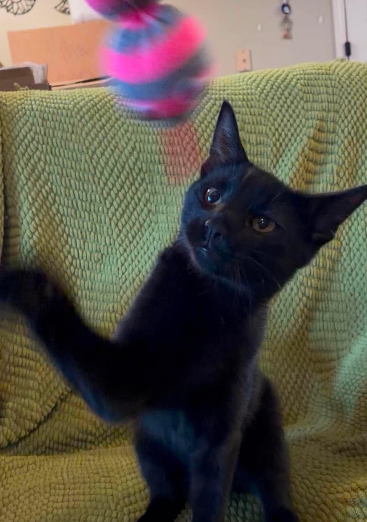 Enlarge Ares (Brittney-fostered in TN), a Adoptable mixed breed in Brooklyn, CT image 3/4