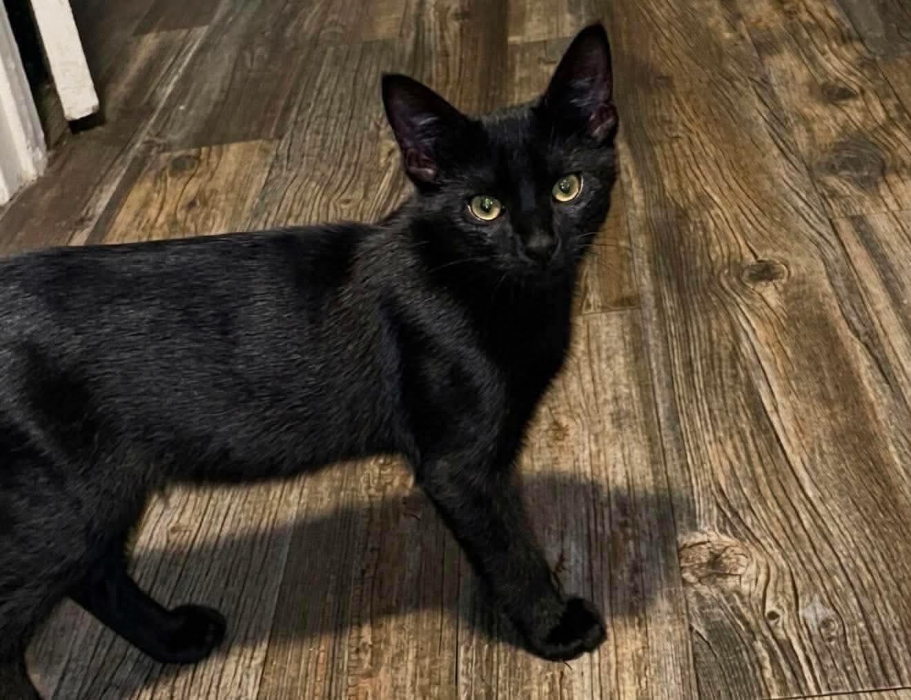 Ares (Brittney-fostered in TN), Adoptable, Kitten Male Domestic Short Hair.