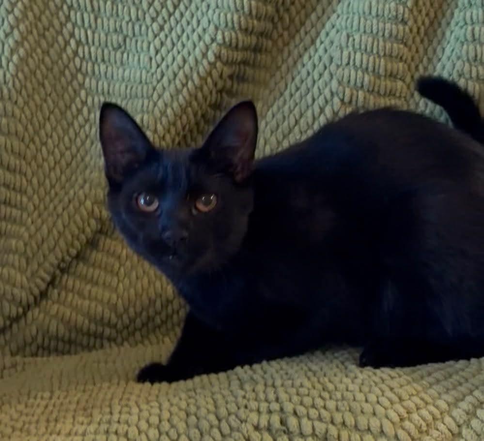 Enlarge Ares (Brittney-fostered in TN), a Adoptable mixed breed in Brooklyn, CT image 4/4