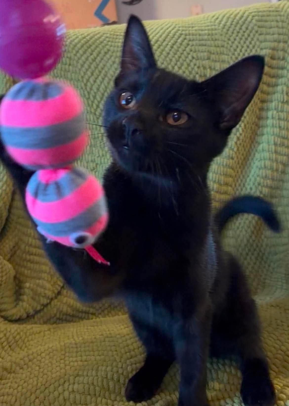 Ares (Brittney-fostered in TN), Adoptable, Kitten Male Domestic Short Hair.