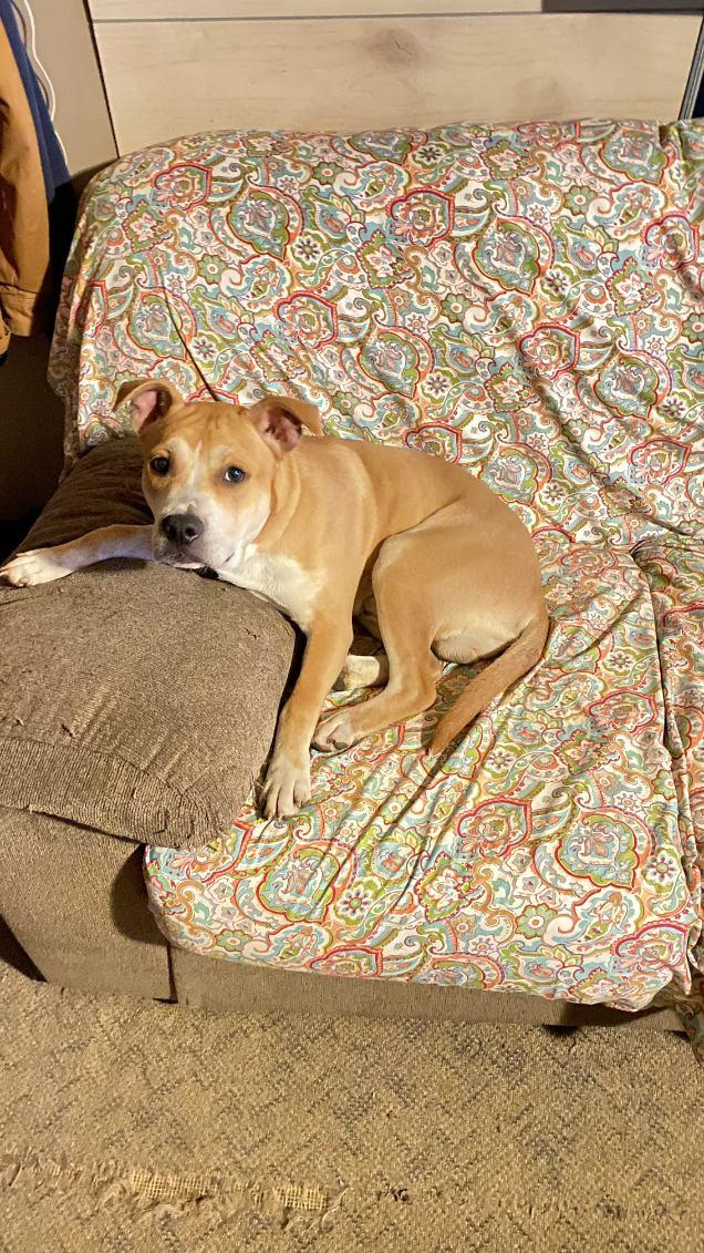 Maverick, a Adoptable mixed breed in Claridge, PA image 1/6