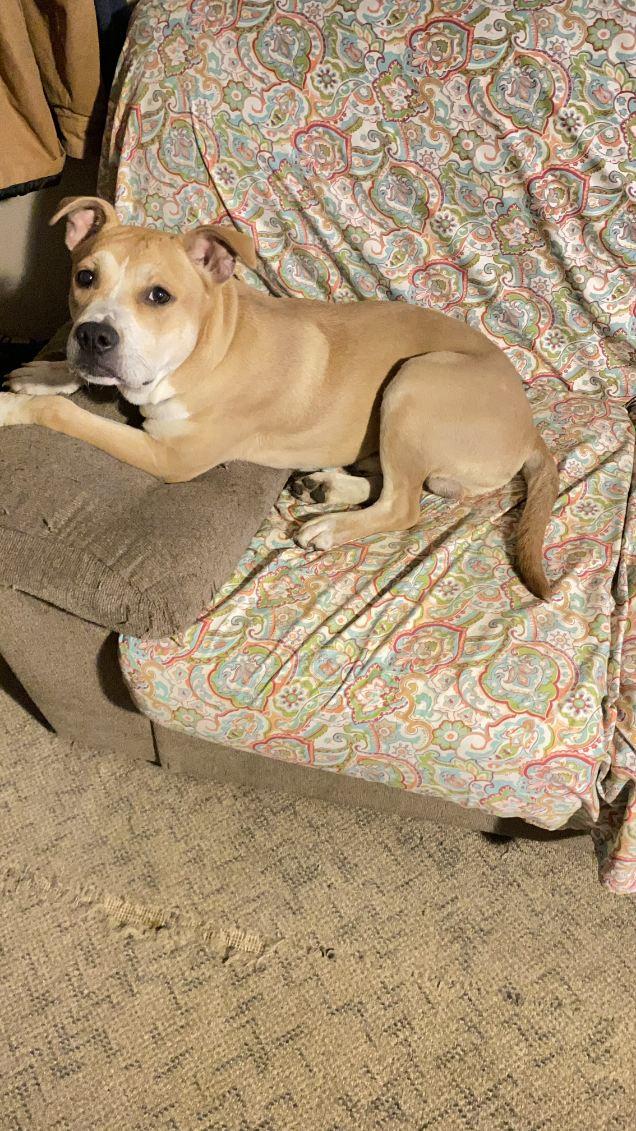 Maverick, a Adoptable mixed breed in Claridge, PA image 2/6