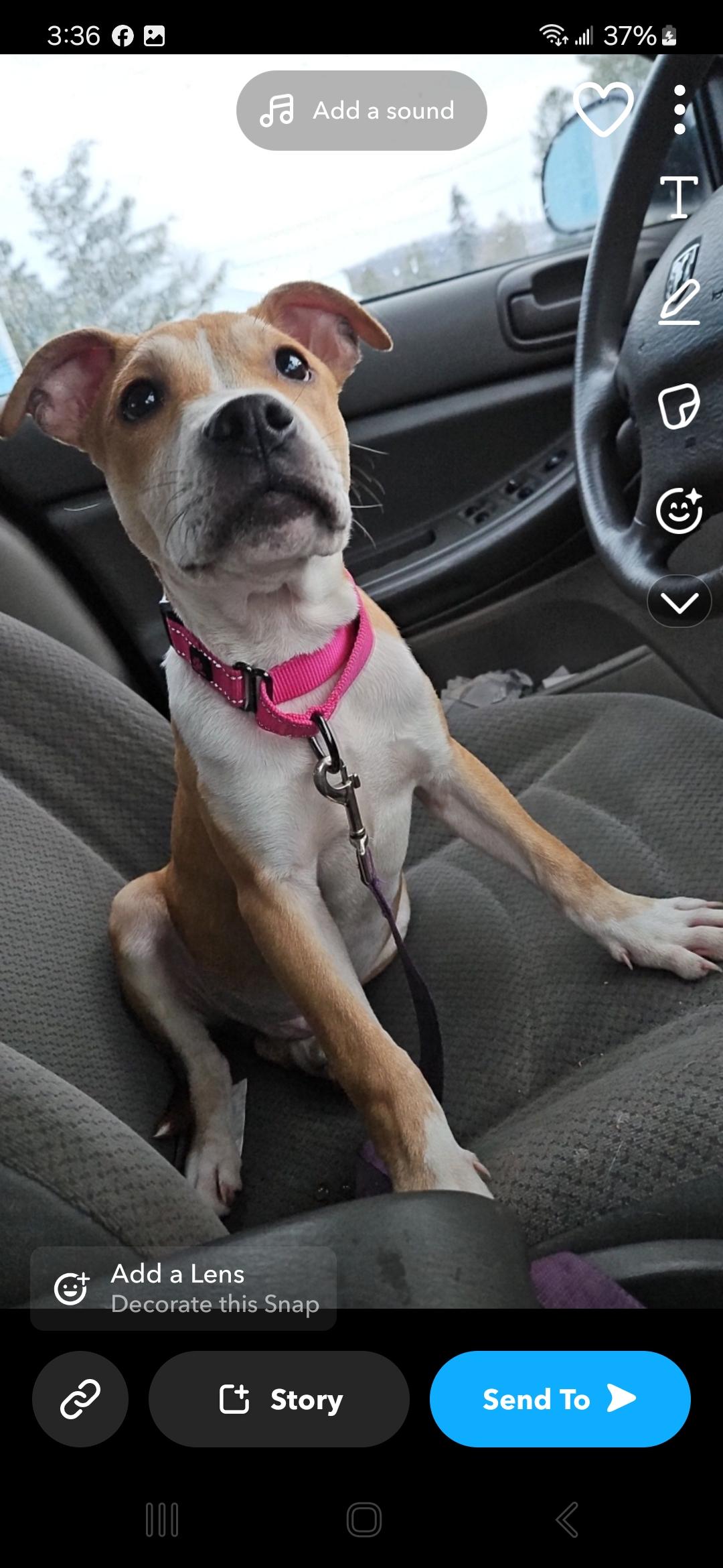 Maverick, a Adoptable mixed breed in Claridge, PA image 3/6