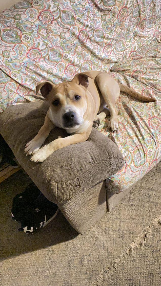 Maverick, a Adoptable mixed breed in Claridge, PA image 4/6