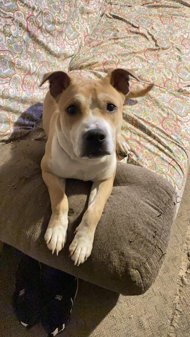 Maverick, a Adoptable mixed breed in Claridge, PA image 6/6