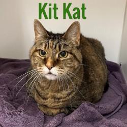 Kit Kat, Adult Female unknown