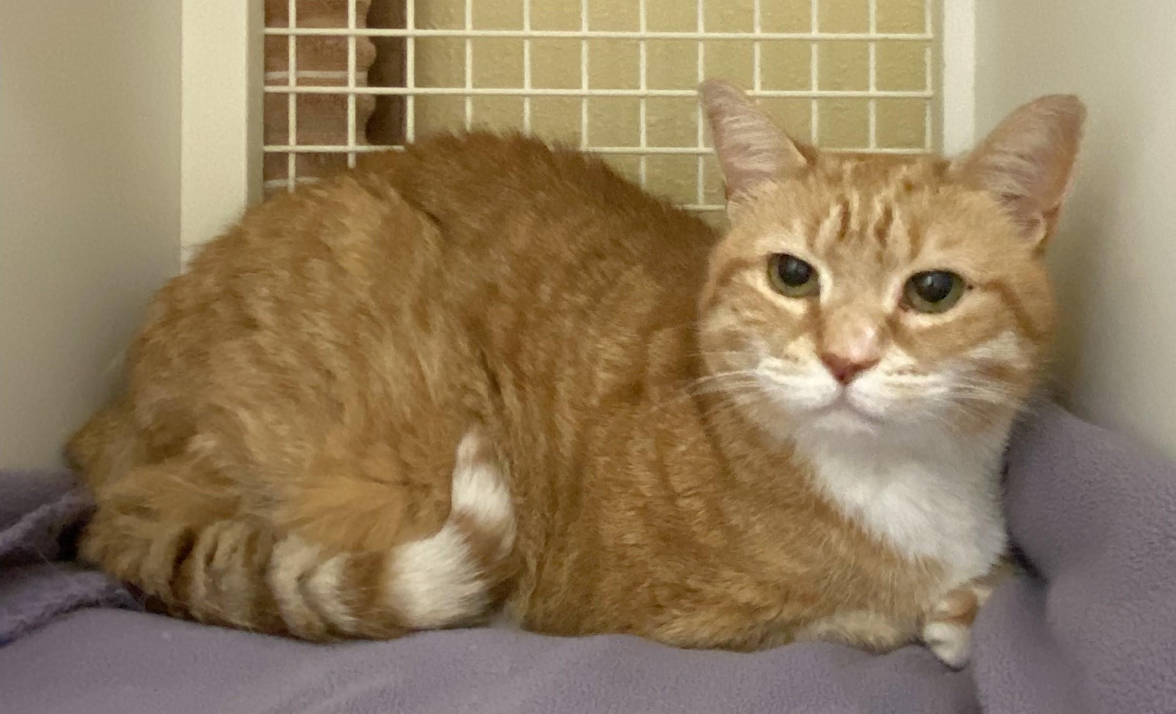 Enlarge Raisa, a Adopted Domestic Short Hair in Annapolis, MD image 2/4