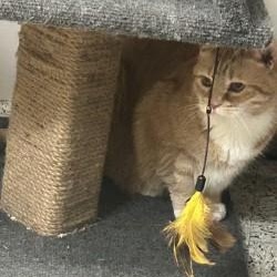 Enlarge Raisa, a Adopted Domestic Short Hair in Annapolis, MD image 4/4