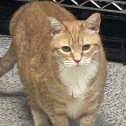 Raisa, Adopted, Senior Female Domestic Short Hair.