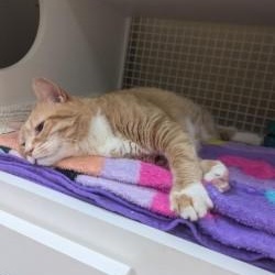Enlarge Raisa, a Adopted Domestic Short Hair in Annapolis, MD image 3/4