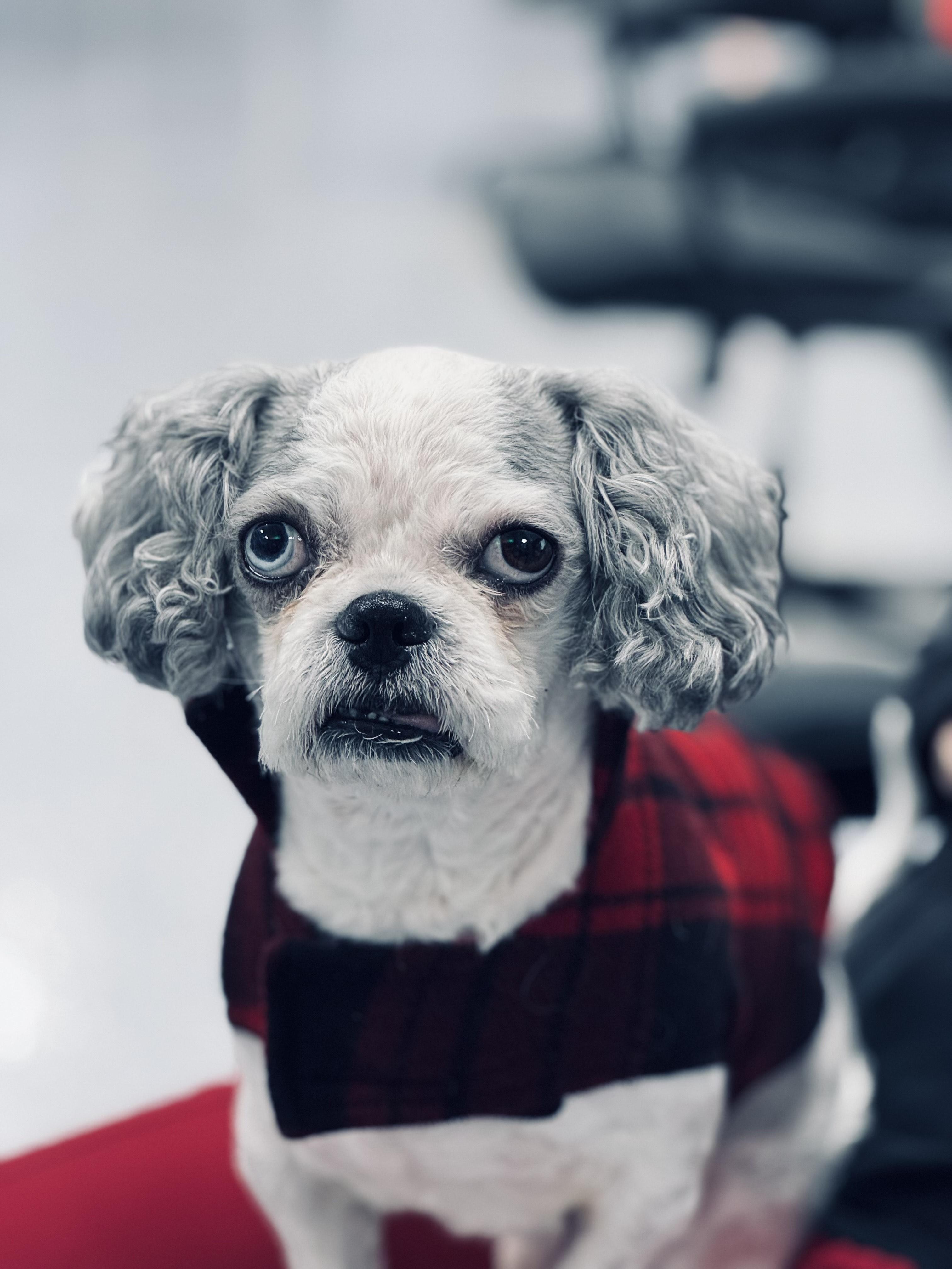 Enlarge Gilbert, an adopted Shih Tzu in Kannapolis, NC image 1/1
