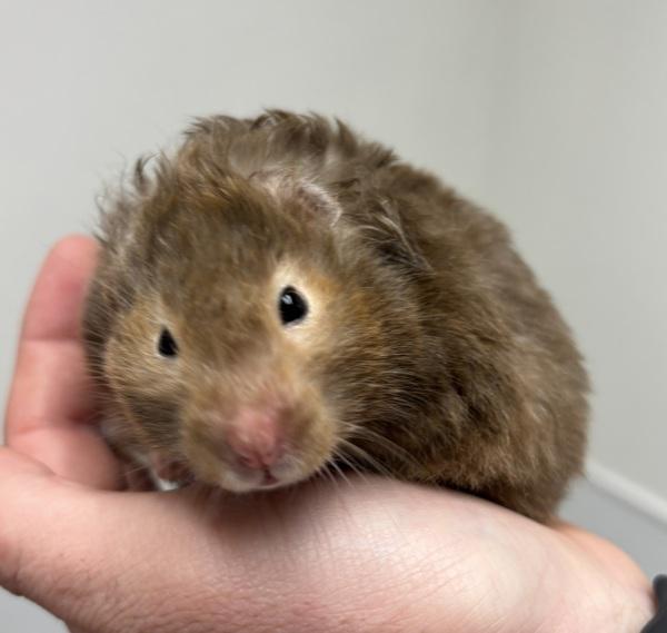 Lightning, a Adoptable mixed breed in Silverdale, WA image 1/2