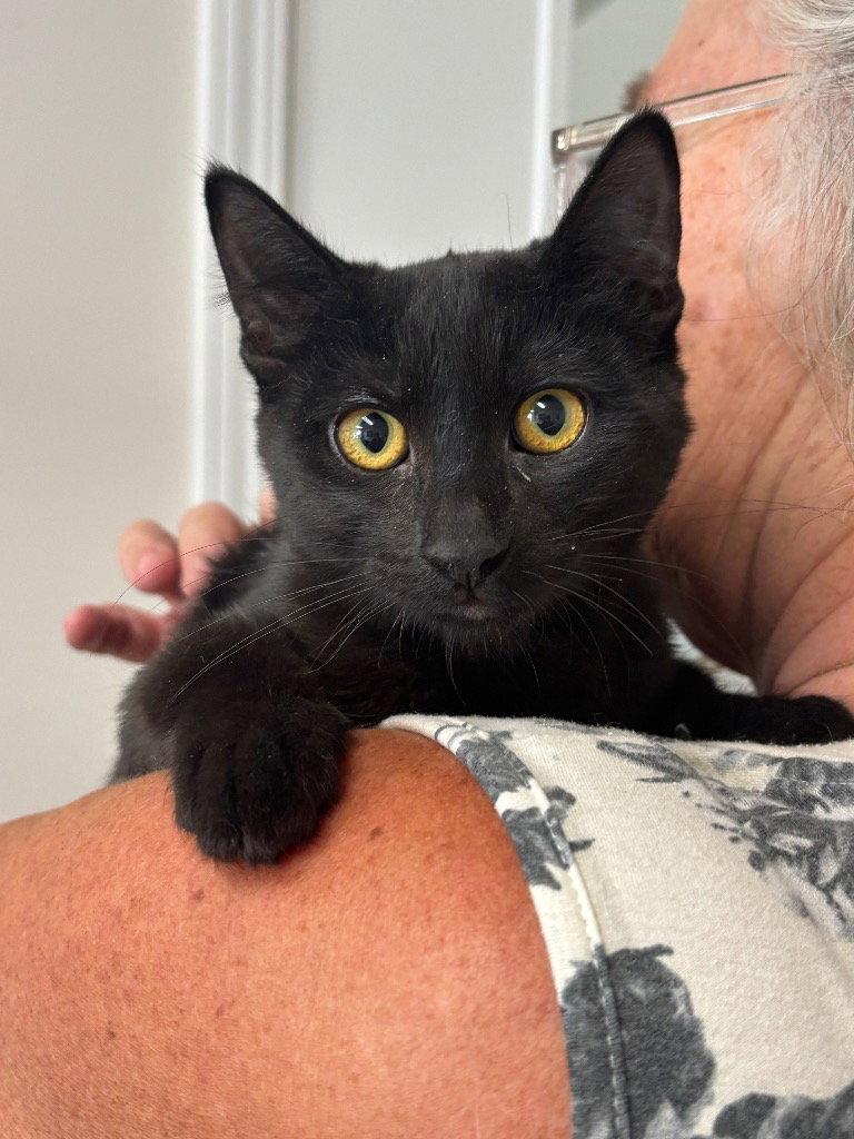 Kitten - Leyla, Adoptable, Kitten Female Domestic Short Hair.